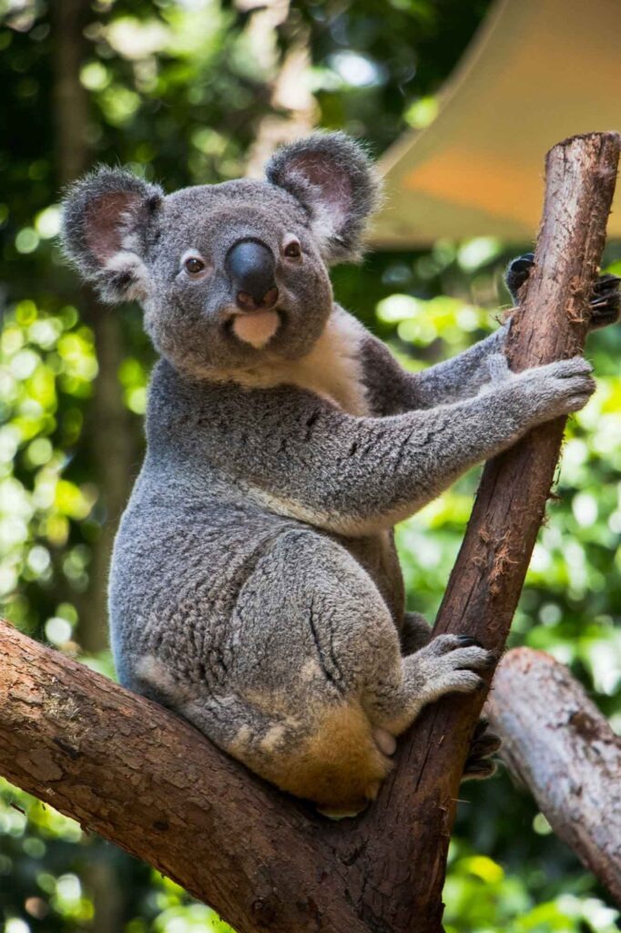 Koala-Spürhunde in Australien: Mit feiner Nase auf Rettungsmission 3 Koala sitzt auf einem Baum und hält sich mit den Vorderpfoten am Stamm fest.