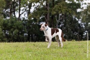 Koala-Spürhunde in Australien: Mit feiner Nase auf Rettungsmission 32 Australian-Koolie-Hündin Oaka steht auf einer Wiese vor Eukalyptusbäumen.