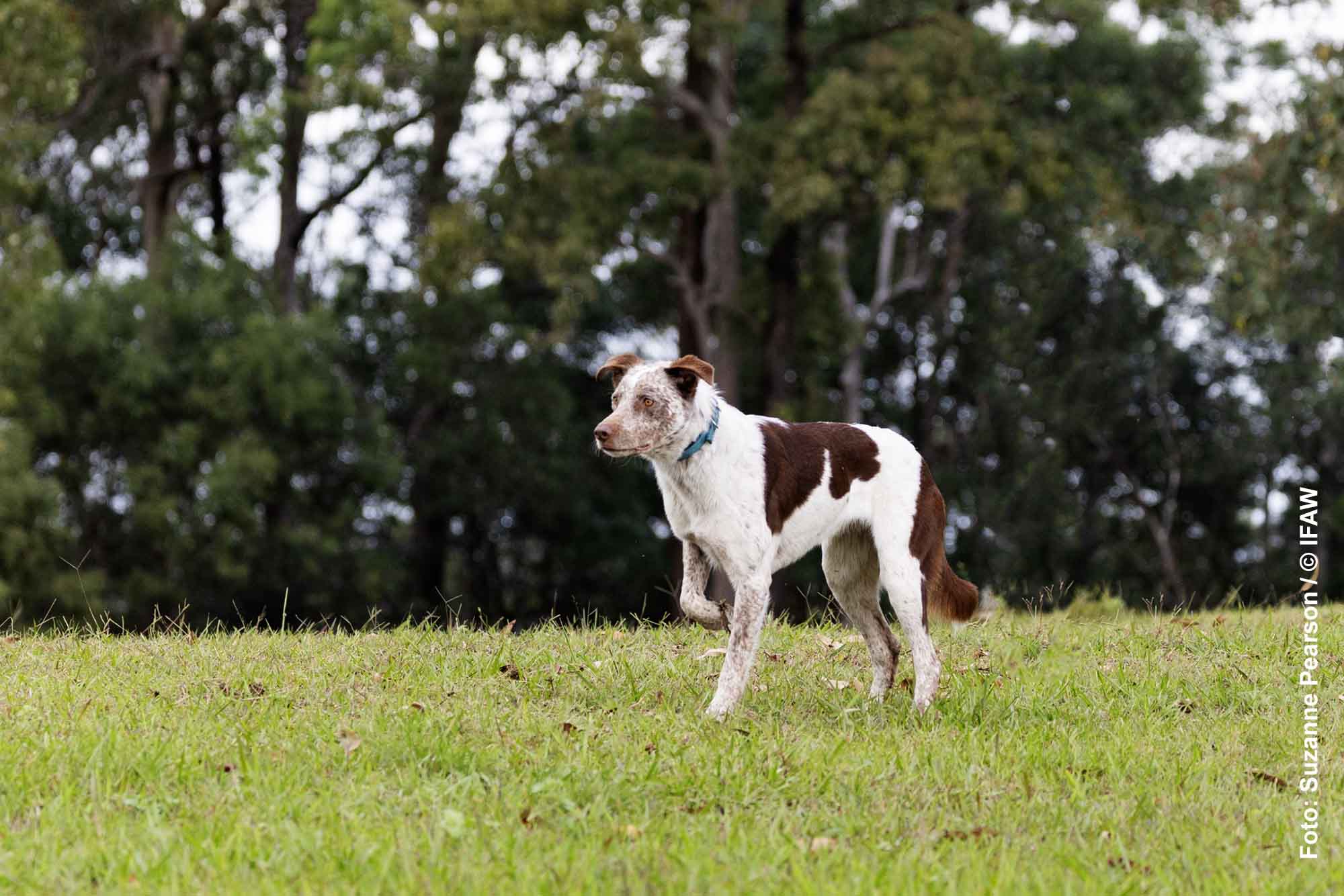 Koala-Spürhunde in Australien: Mit feiner Nase auf Rettungsmission 1 Australian-Koolie-Hündin Oaka steht auf einer Wiese vor Eukalyptusbäumen.